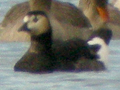 Red-breasted Goose x Barnacle Goose hybrid